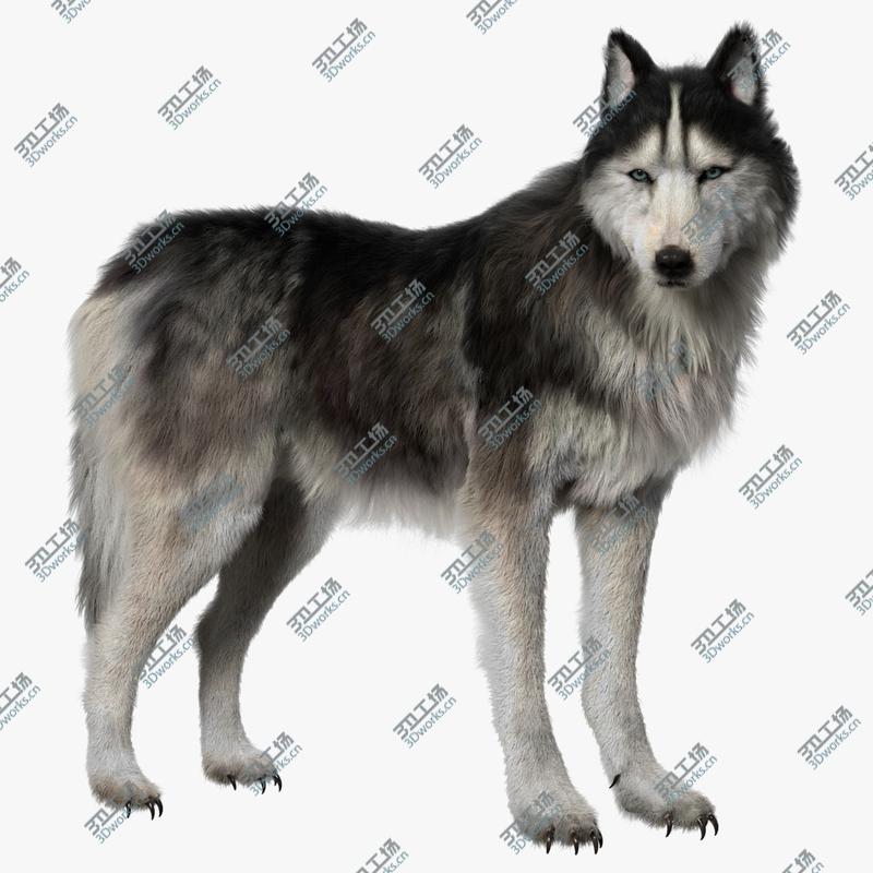 images/goods_img/202104021/3D Siberian Husky (Rigged) (Fur) model/1.jpg
